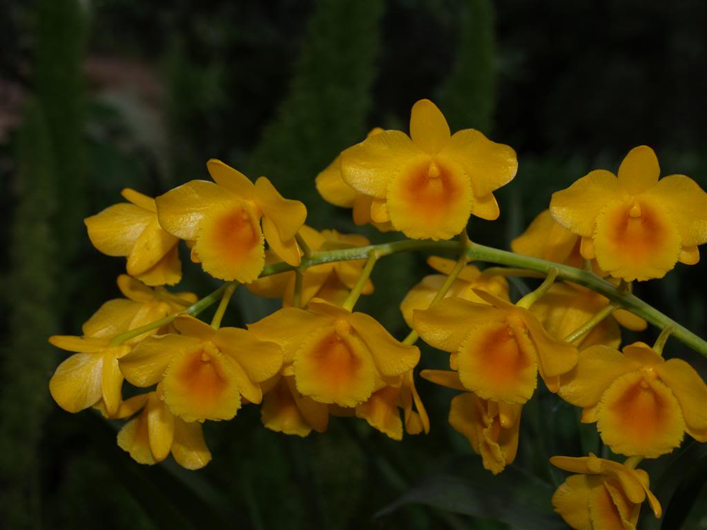 orquideas floridas em Maio P1010046Large-6
