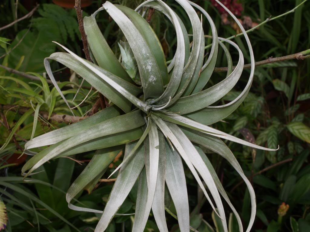 Bromélia,  cryptanthus, tillandsia P1010050Large-2