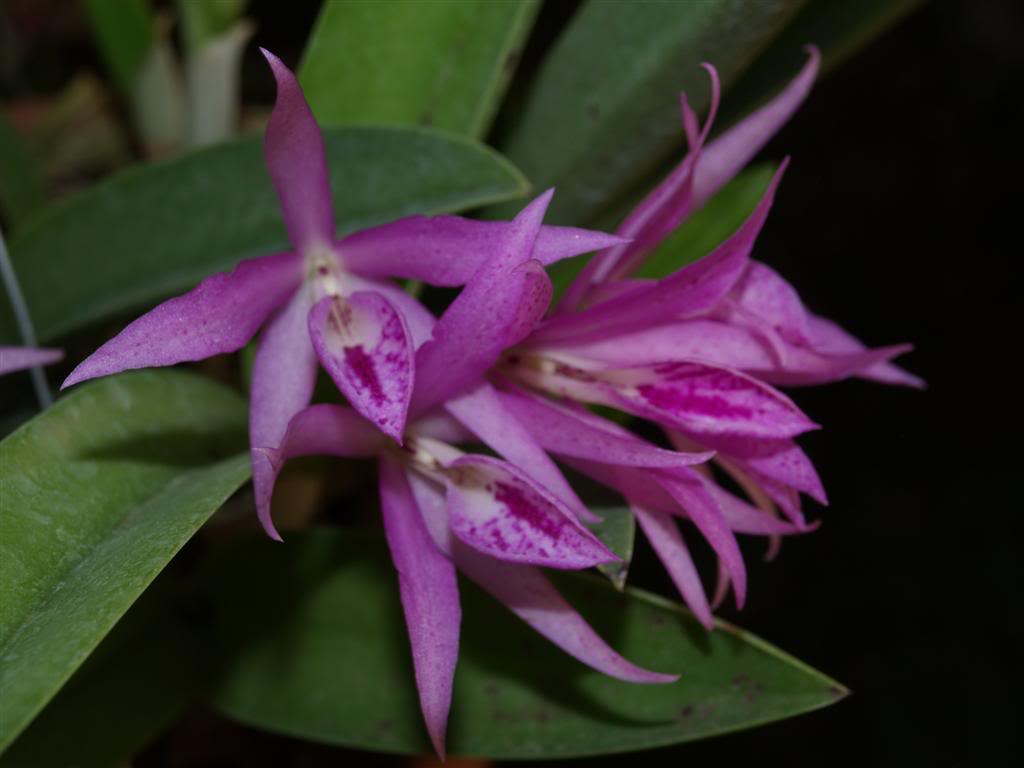 orquideas floridas em Abril P1010050Large-4