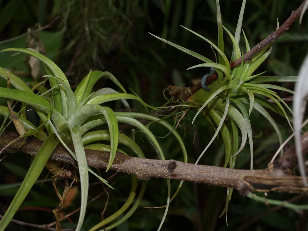 Bromélia,  cryptanthus, tillandsia P1010051Large