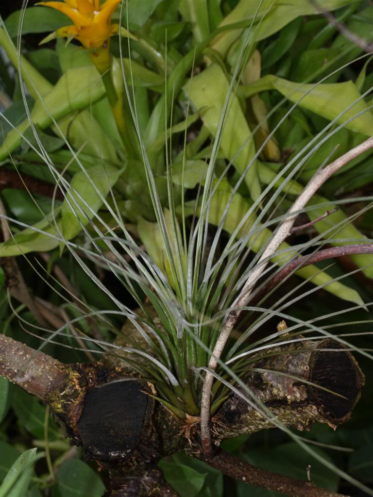 Bromélia,  cryptanthus, tillandsia P1010052Large-1