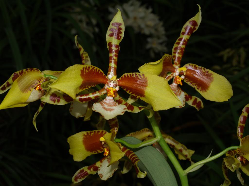  orquideas floridas em Fevereiro P1010052Large-2