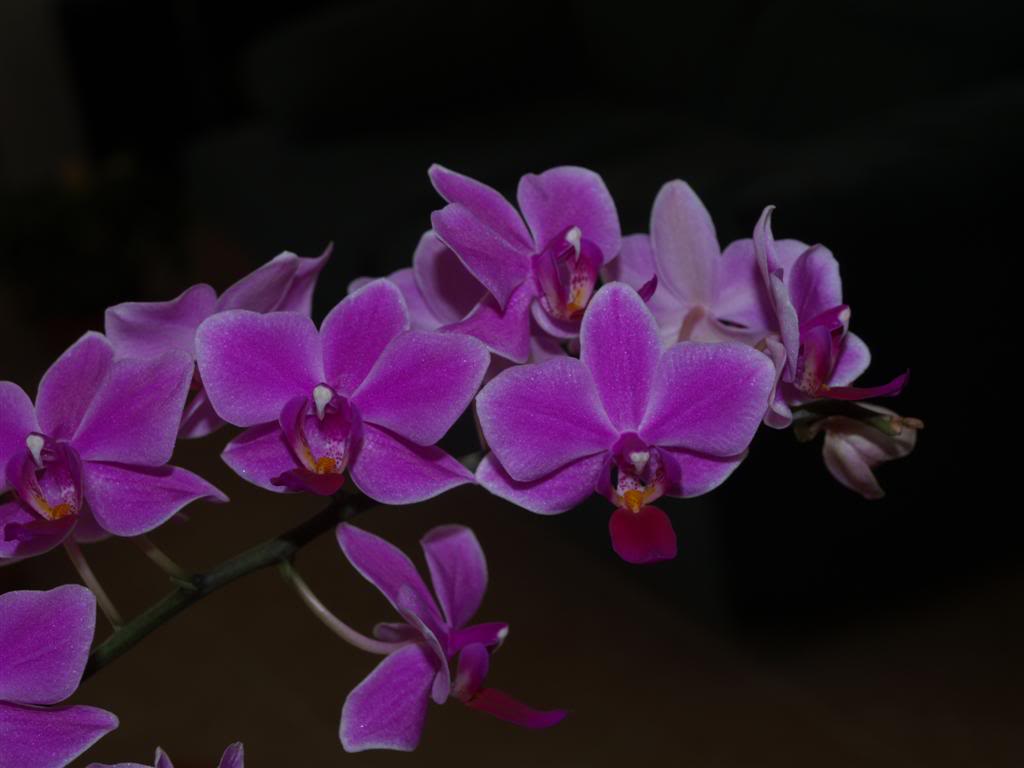 orquideas floridas em Janeiro P1010058Large