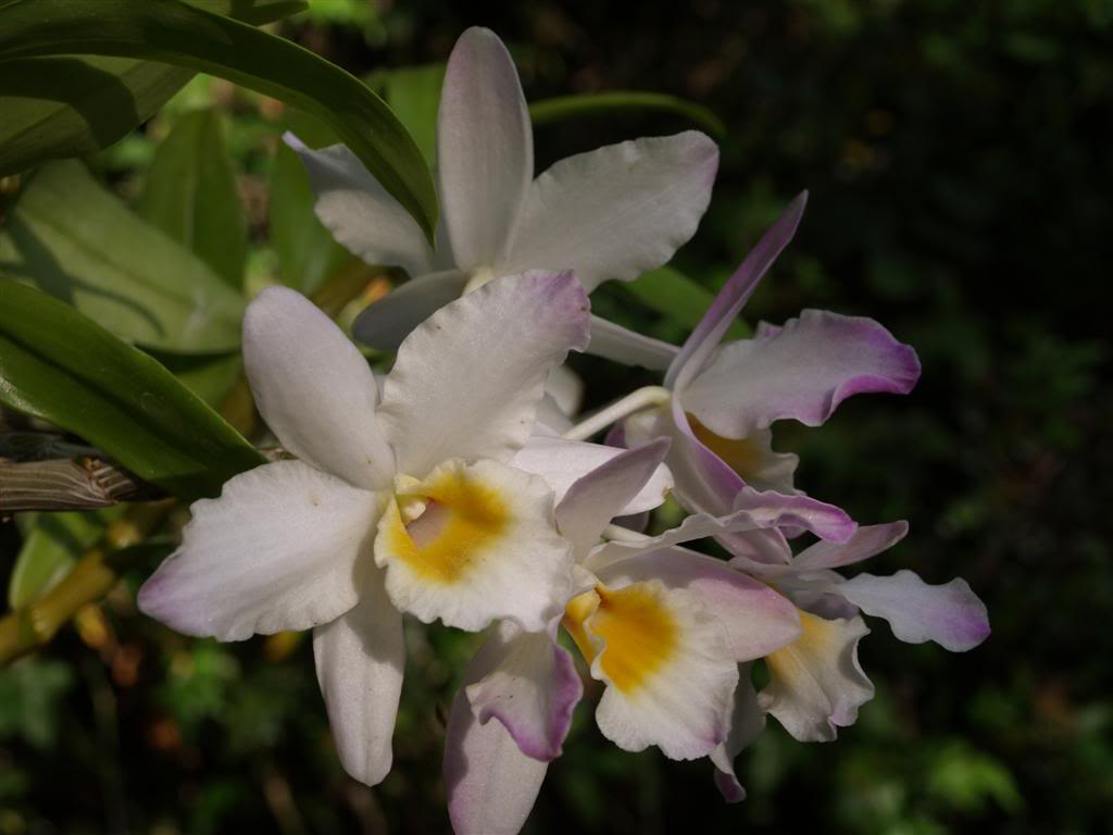 orquideas floridas em Abril P1010064Large-1