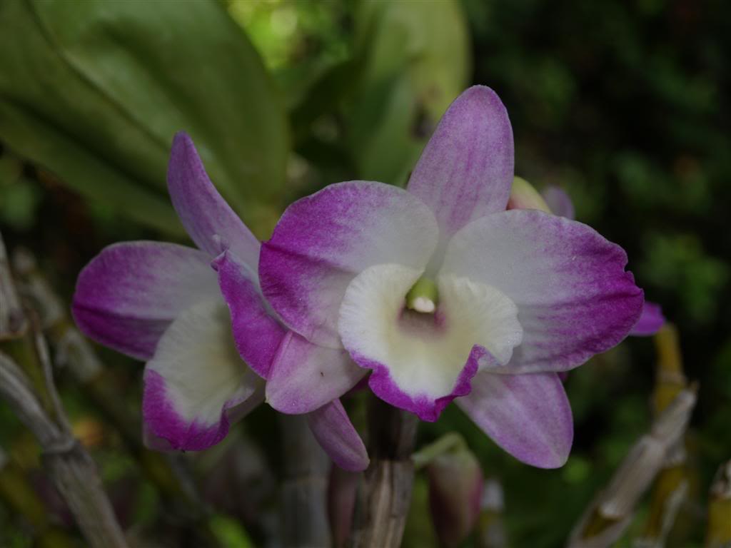 orquideas floridas em Abril P1010077Large-1