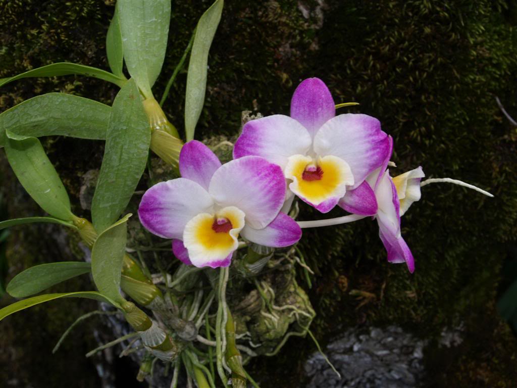 orquideas floridas em Abril P1010093Large-4