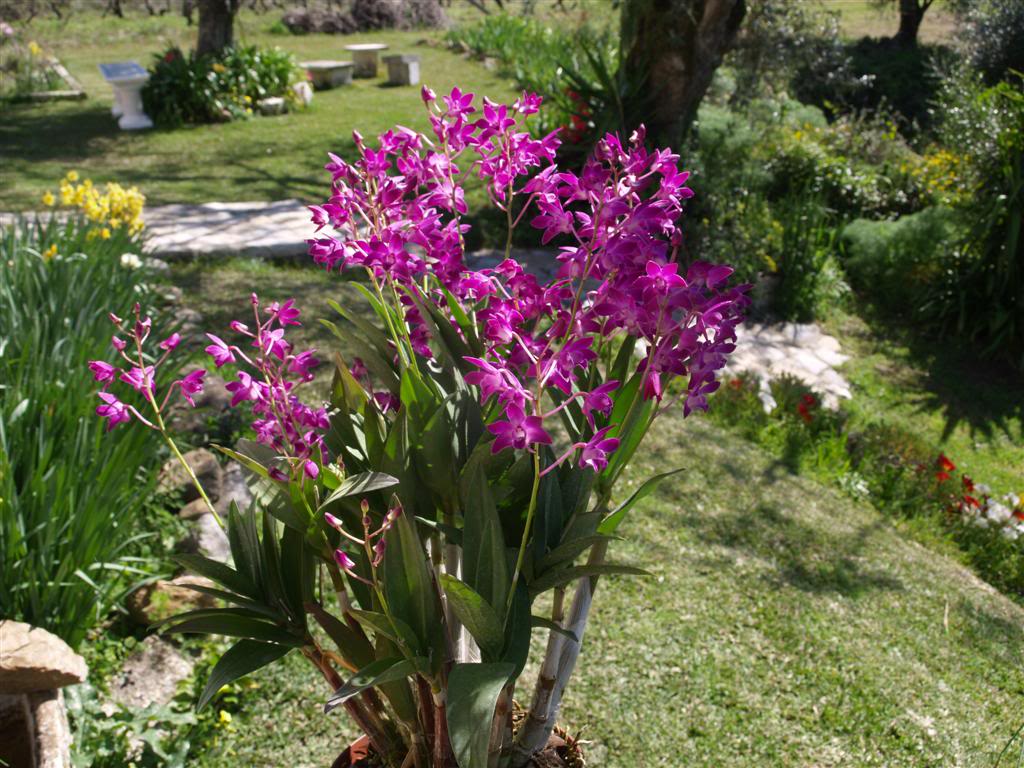  orquideas floridas em Março P1010100Large-2