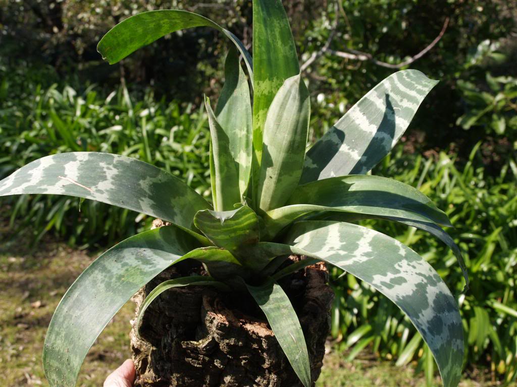 Bromélia,  cryptanthus, tillandsia P1010104Large-1