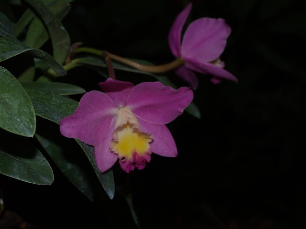 orquideas floridas em Janeiro P1010126Large