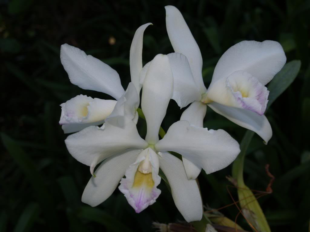 orquideas floridas em Abril P1010133Large-2