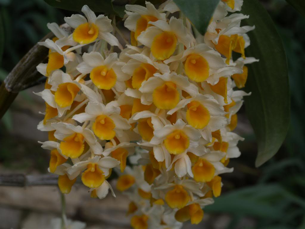 orquideas floridas em Abril P1010147Large
