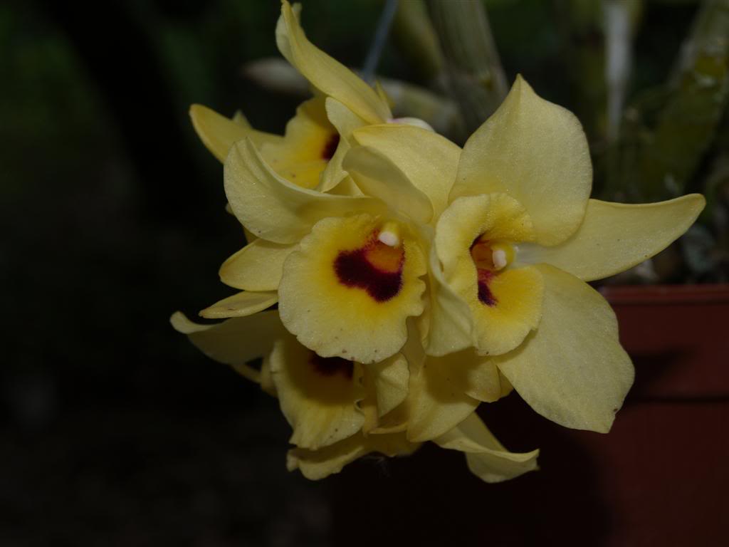 orquideas floridas em Abril P1010151Large-1