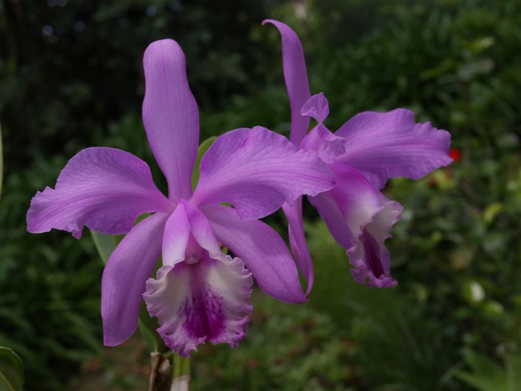 orquideas floridas em Maio P1010157Large