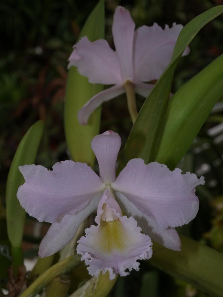  orquideas floridas em Março P1010172Large