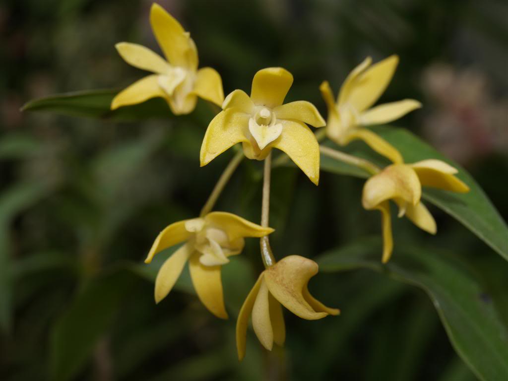  orquideas floridas em Março P1010178Large