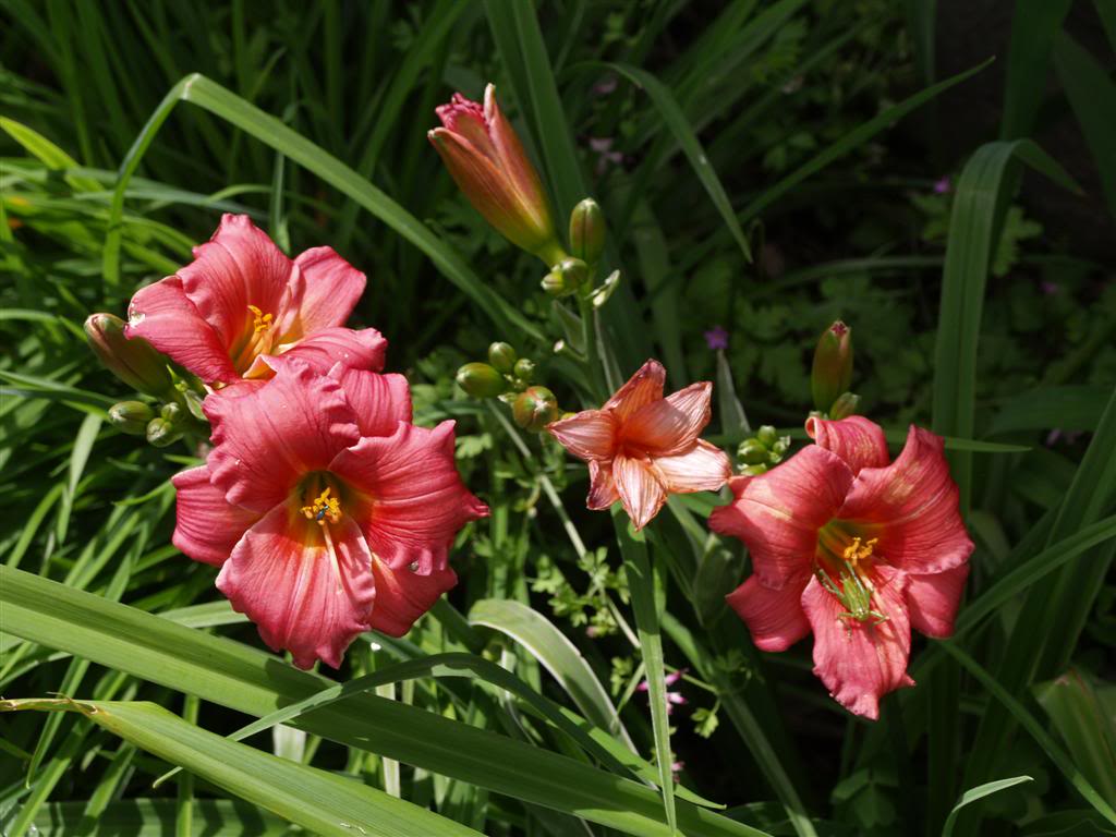 hemerocallis 2011 P1010187Large-1