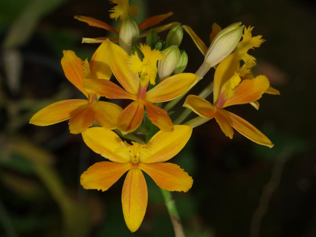 orquideas floridas em Abril P1010191Large
