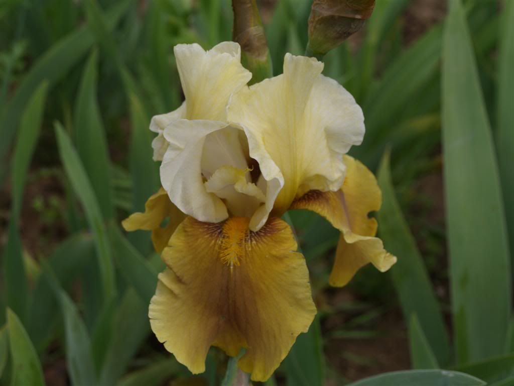 IRIS GERMANICA -2011 P1010209Large-2