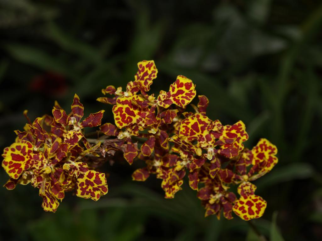  orquideas floridas em Fevereiro P1010216Large-1