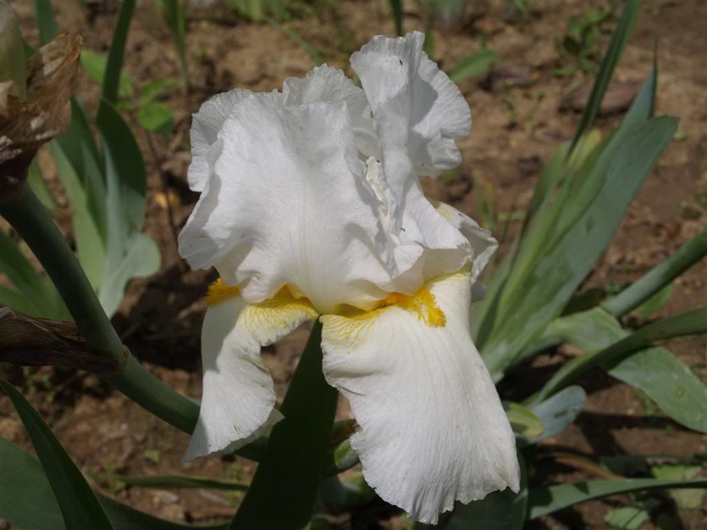 IRIS GERMANICA -2011 P1010225Large-2