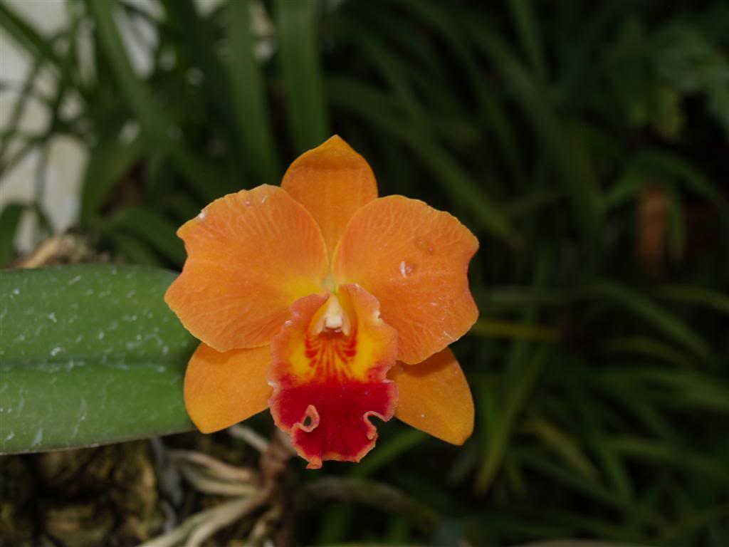  orquideas floridas em Março P1010226Large-1