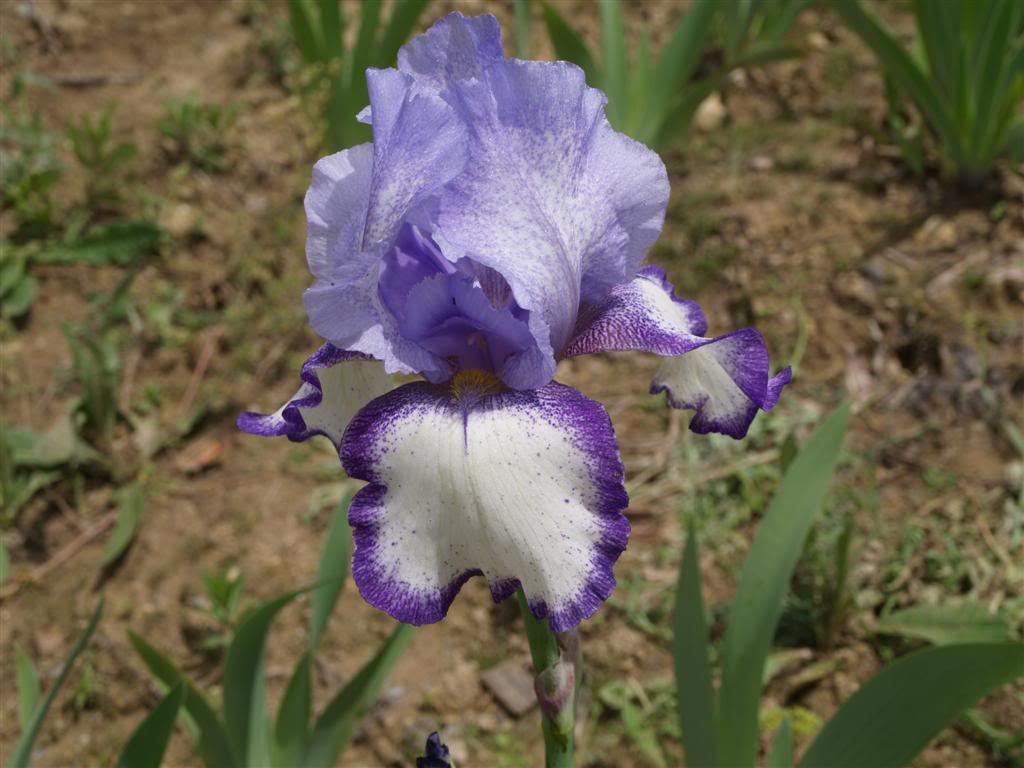 IRIS GERMANICA -2011 P1010227Large-1