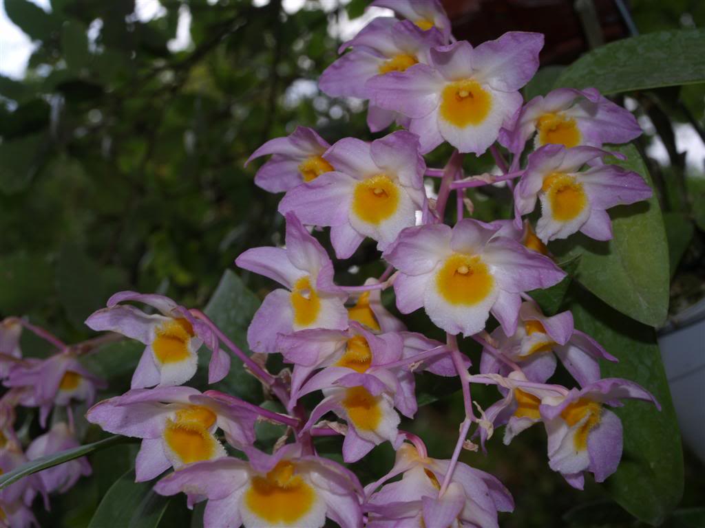 orquideas floridas em Maio Dendrobiumamabile
