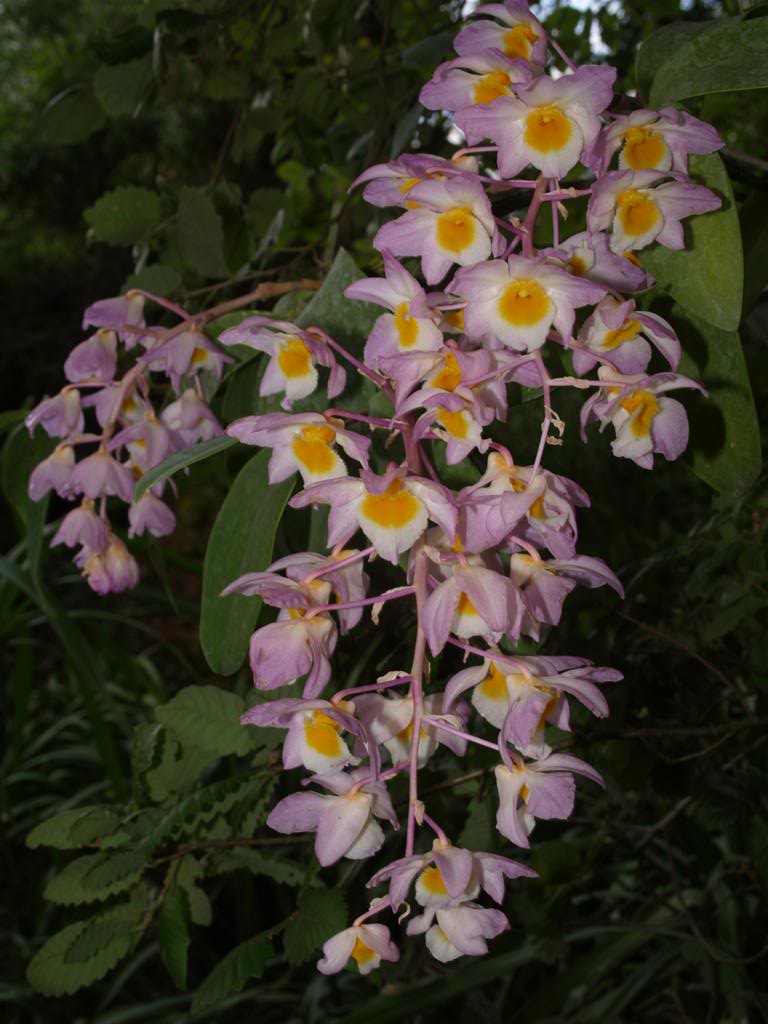 orquideas floridas em Maio Dendrobiumamabile1
