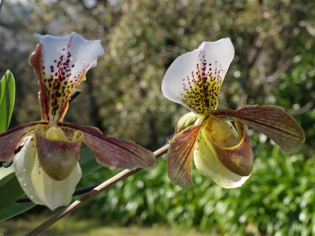  orquideas floridas em Fevereiro Orquideas3