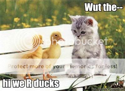 catz are leet, ya know??1 othat picz tuu!!1 Wut-the-hi-we-r-ducks