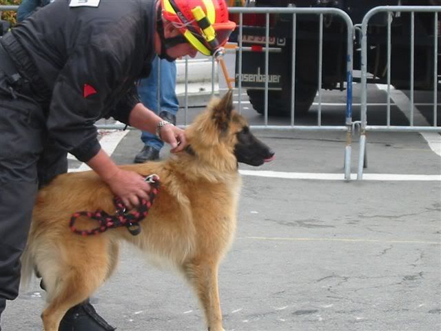 8/9 Rescue Dog Belgium au PO de Spa (+ photos) PortOuv.Spa040