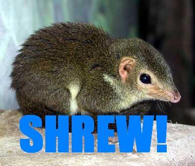 Maplestory: A Pokemon Story Shrew