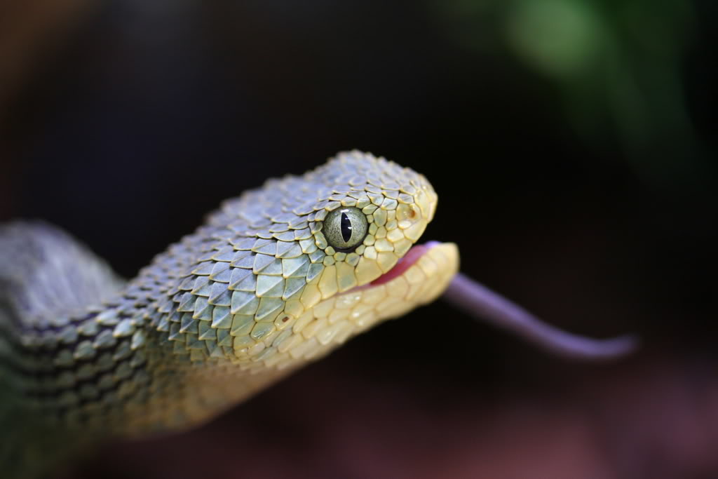 Various Atheris pics IMG_0286