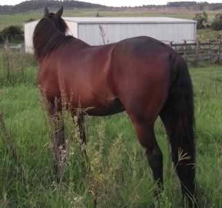 Horse Available for Adoption - "Bally" - Rehomed Bally1