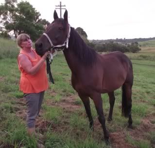 Horse Available for Adoption - "Bally" - Rehomed Bally2