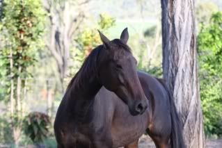 Horse Available for Adoption - "Chilli" (North Qld) Chilli_2