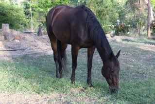 Horse Available for Adoption - "Chilli" (North Qld) Chilli_3