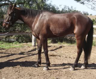 Horse Available for Adoption - "Chai"- rehomed DAVEO8