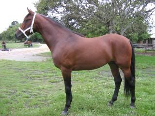 Horse Available for Adoption - "Leo" - no longer available IMG_1310