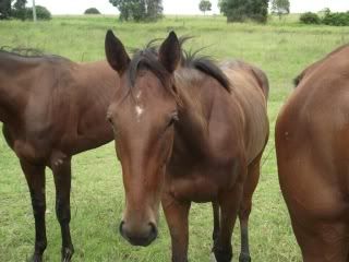 Available for Adoption - "Missy" - rehomed Missy066