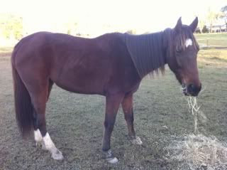 Horse Available for Adoption - "Monty" - rehomed Monty-2