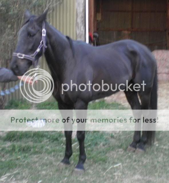 Horse Available for Adoption - "Leo" - rehomed P9131112