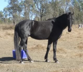 Horse Available for Adoption - "Thomas" - rehomed Thomsa-070711