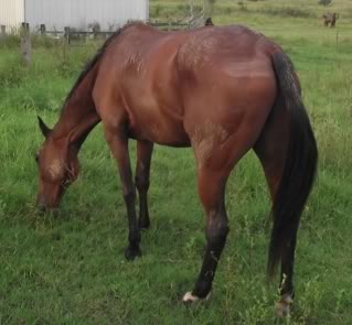 Horse Available for Adoption - "Will" - rehomed Will3-2