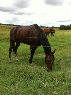 Horse Available for Adoption - Benny - rehomed Benny