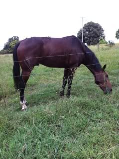 Horse Available for Adoption - Benny - rehomed Benny1