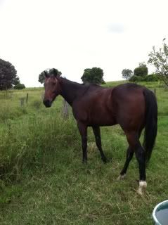 Horse Available for Adoption - Benny - rehomed Benny5