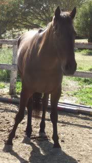 Horse Available for Adoption - "Chai"- rehomed Daveo16