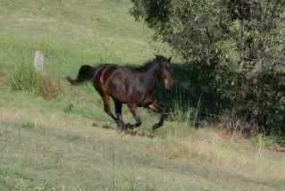 Horse Available for Adoption - "Bugsy" - rehomed Mycamera125-Copy