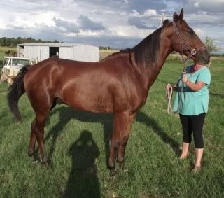 Horse Available  for Adoption - "Nick" - rehomed Nick2